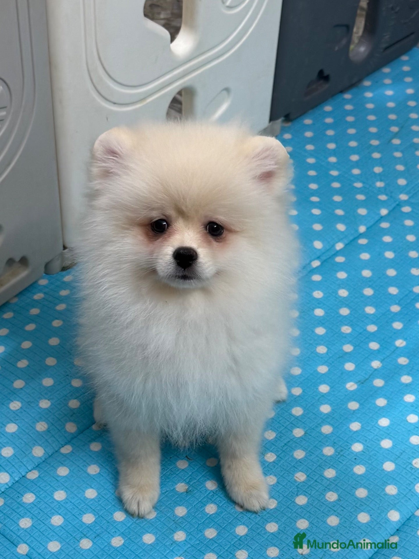 Pomerania perros Pomerania macho - Anuncio 1