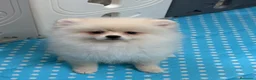 Pomerania perros en venta: Pomerania macho - Anuncio 1