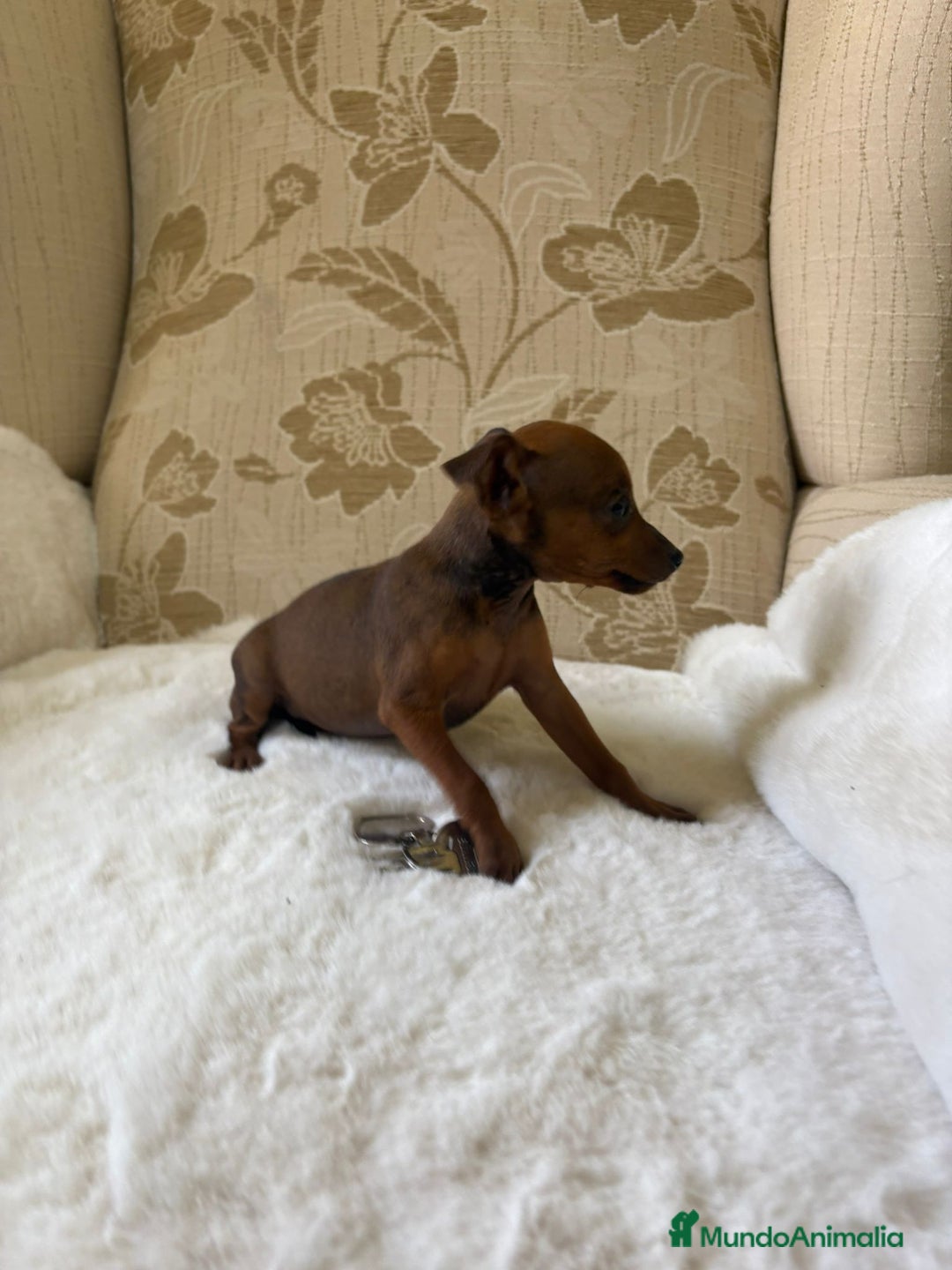 Pinscher Miniatura perros en venta: Pinscher Miniatura cachorros de ensueño - Imagen 7