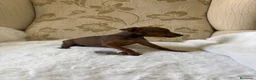 Pinscher Miniatura perros en venta: Pinscher Miniatura cachorros de ensueño - Anuncio 7