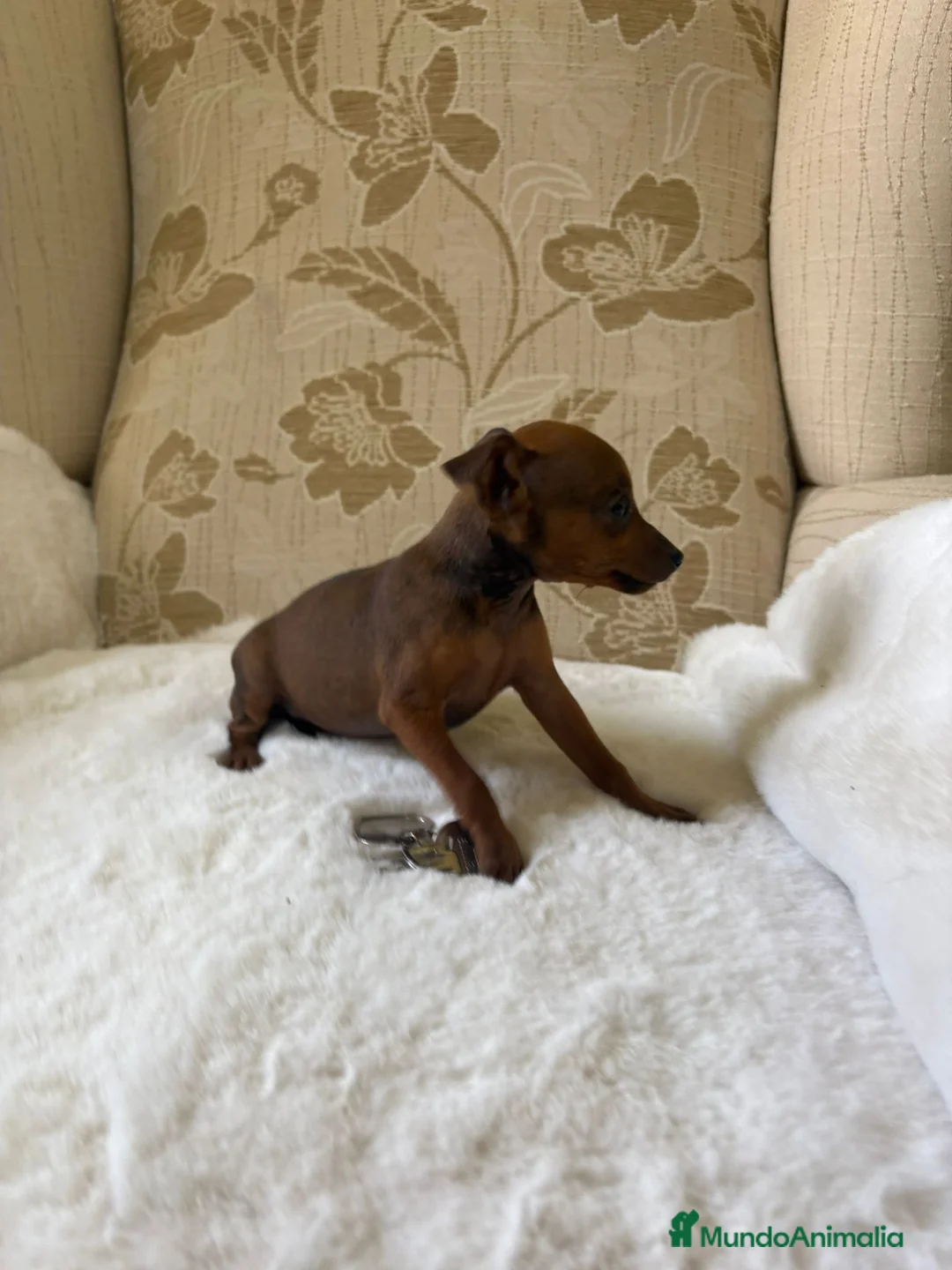 Pinscher Miniatura perros en venta: Pinscher Miniatura cachorros de ensueño - Anuncio 7