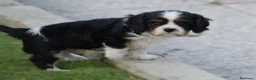 Cavalier King Charles Spaniel perros en venta: cachorro calidad compañia - Anuncio 4