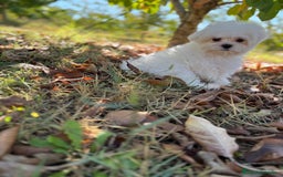 Bichón Maltés perros en venta: Bichon Maltés Toy macho disponible  - Imagen 4