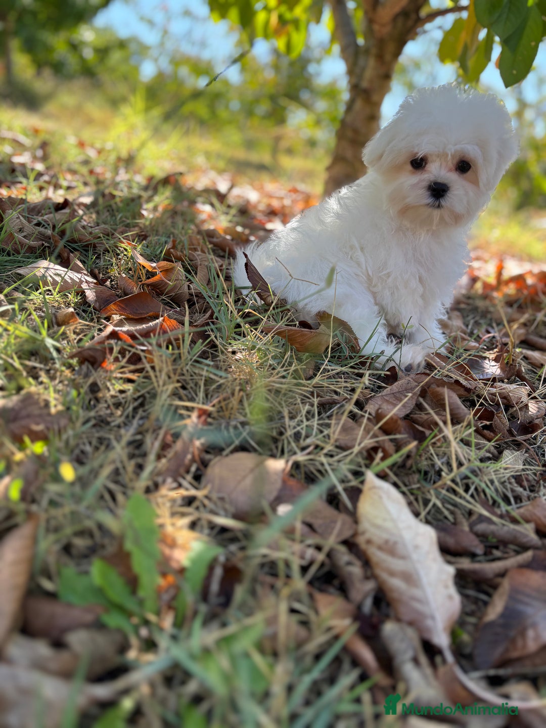 Bichón Maltés perros en venta: Bichon Maltés Toy macho disponible  - Imagen 4