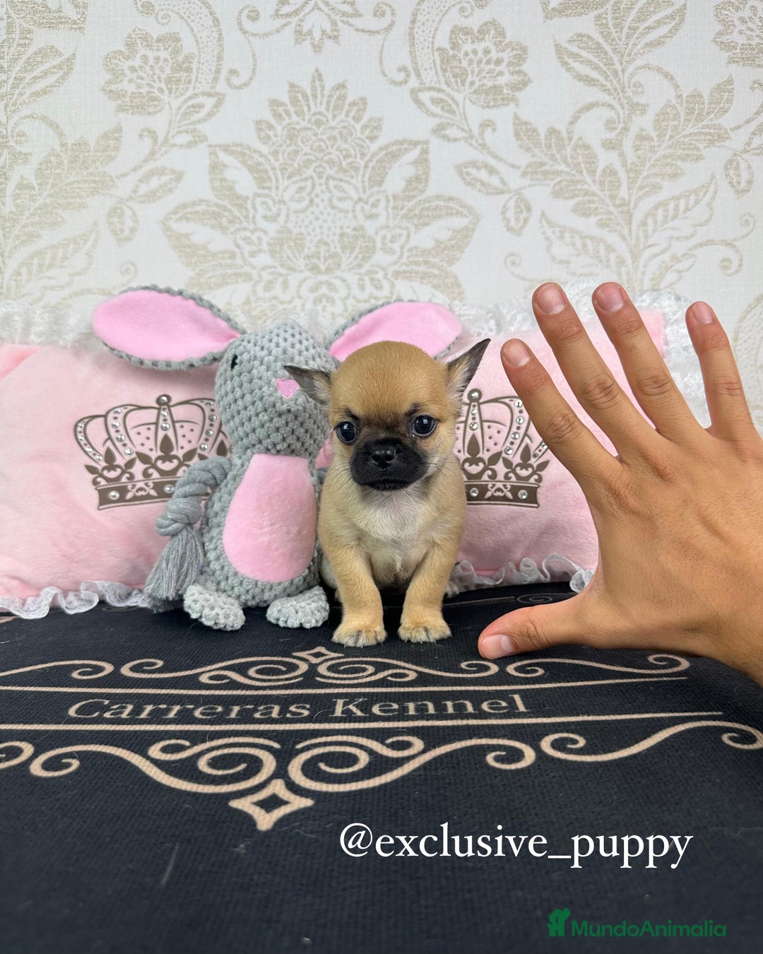 Chihuahua perros en venta: 🏆 Espectacular Chihuahua de Alta Calidad  - Imagen 5