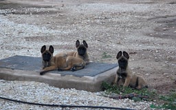 Pastor Belga Malinois perros en venta: CAMADA 2 MESES MALINOISE - Imagen 7