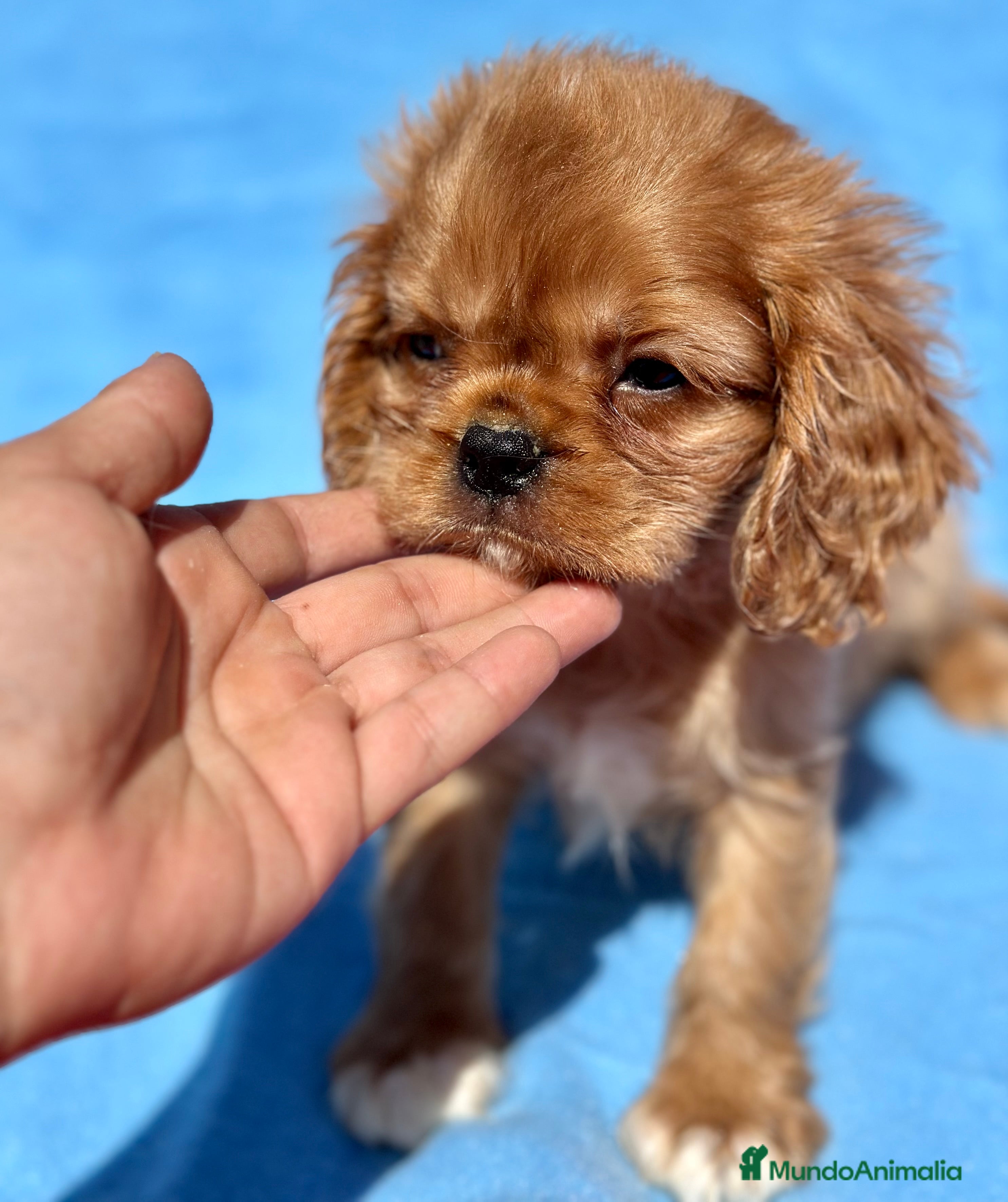 Cavalier King Charles Spaniel perros CAVALIER RUBI Y TAN DISPONIBLE - Anuncio 2