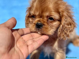 Cavalier King Charles Spaniel perros CAVALIER RUBI Y TAN DISPONIBLE - Anuncio 2