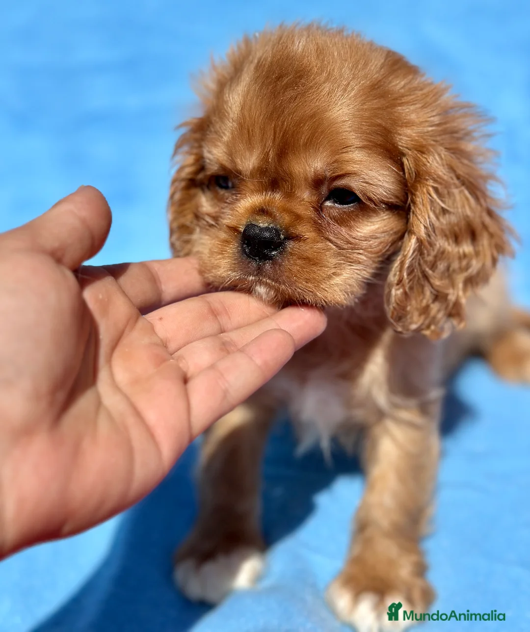 Cavalier King Charles Spaniel perros en venta: CAVALIER RUBI Y TAN DISPONIBLE - Anuncio 1