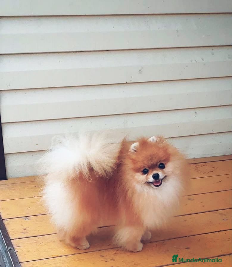 Pomerania perros Pomerania ositos toy ‼️ - Anuncio 2