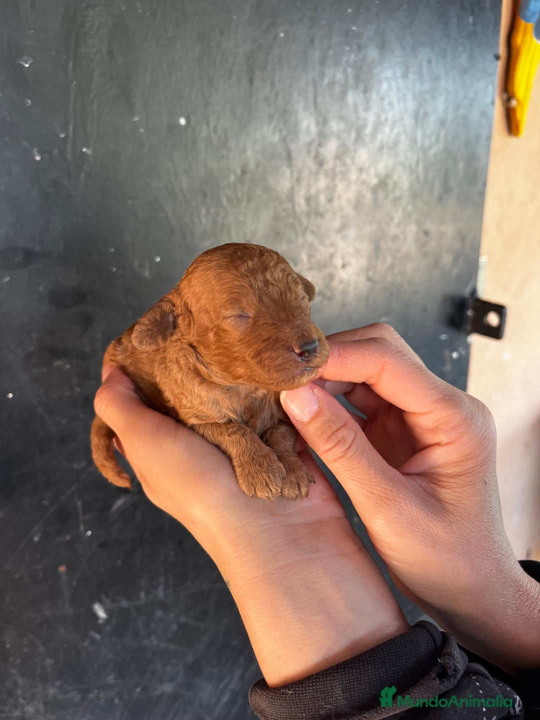 Caniche Toy perros en venta: Caniche tacita de té micro - Imagen 2
