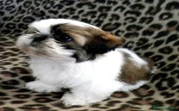 Shih Tzu perros en venta: SHIH TZU - Anuncio 1
