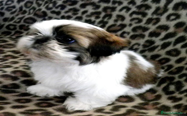 Shih Tzu perros SHIH TZU - Anuncio 15
