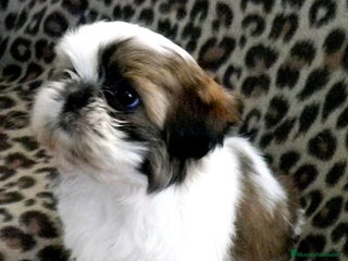 Shih Tzu perros SHIH TZU - Anuncio 4