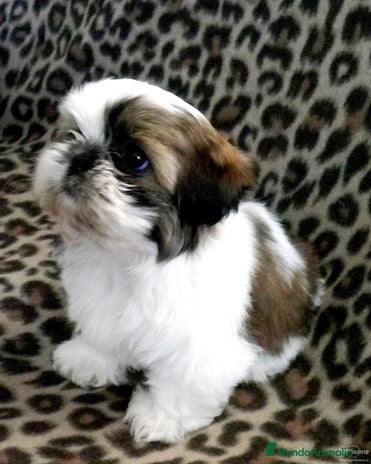 Shih Tzu perros SHIH TZU - Anuncio 1