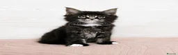 Maine Coon gatos en venta: Gatitos maine coon nacidos el 01/06/2026 - Anuncio 3