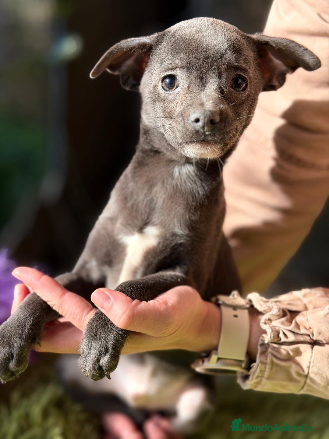Chihuahua perros en venta: CHIHUAHUA  - Anuncio 6