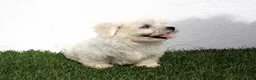Bichón Maltés perros en venta: Bichon Maltes  - Anuncio 10