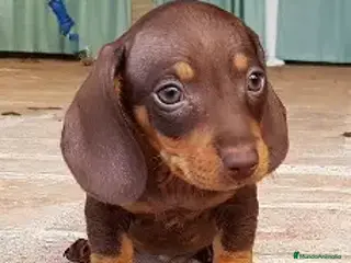 Teckel Miniatura perros TECKEL KANNICHEN HEMBRA - Anuncio 14