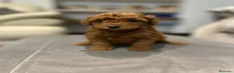 Caniche Toy perros en venta: caniche toy en La Coruña - Anuncio 1