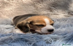 Beagle perros en venta: Beagle tricolor  - Imagen 13