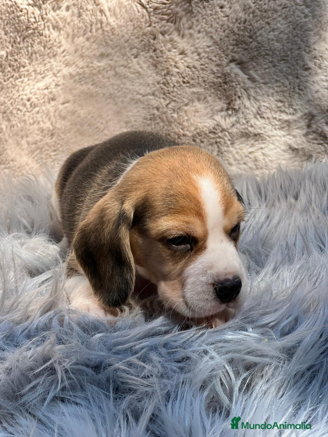 Beagle perros en venta: Beagle tricolor  - Imagen 13