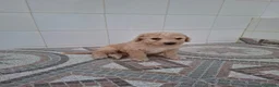 Perro de Agua Español perros en venta: Perros de agua  - Anuncio 1