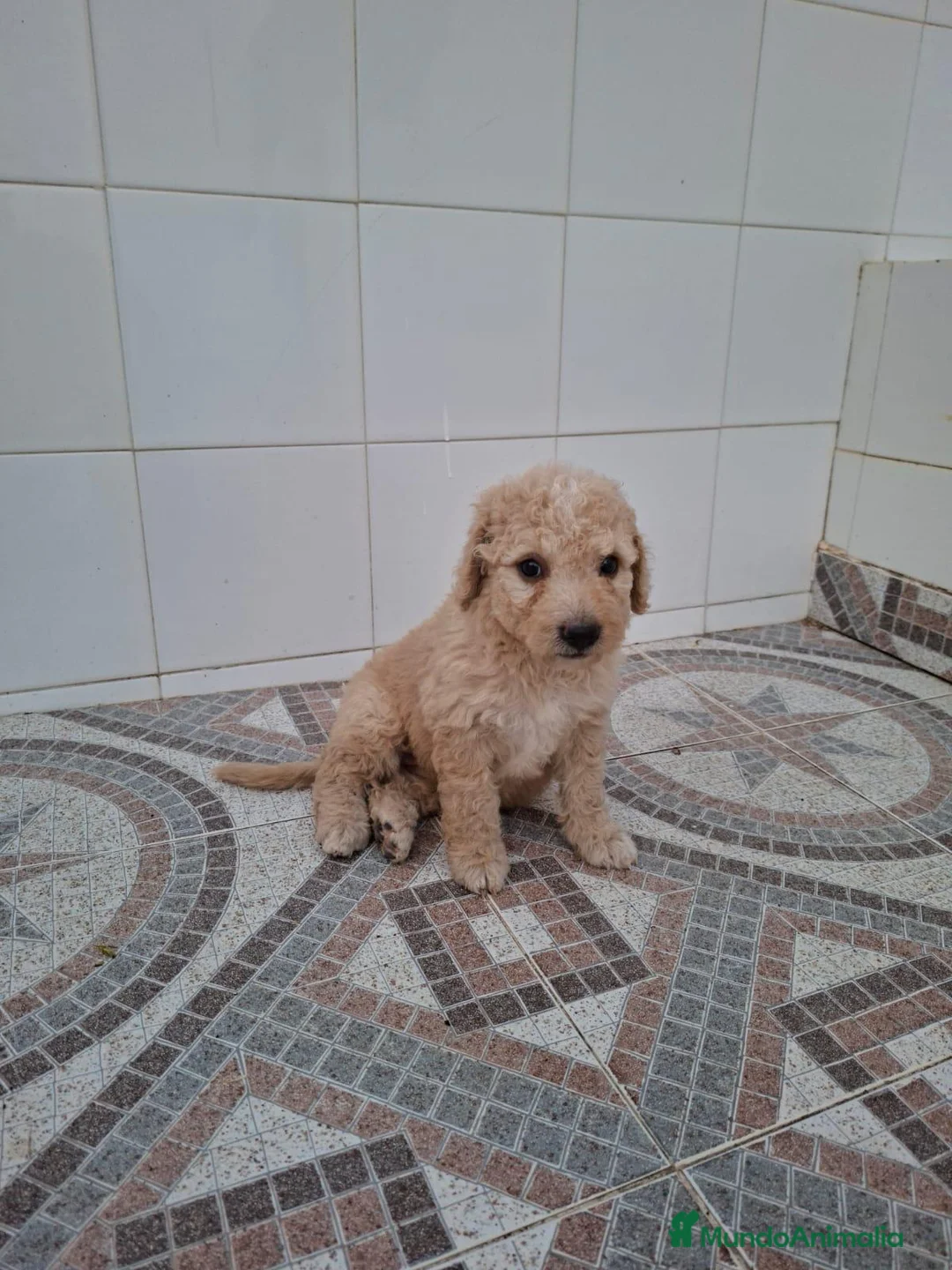 Perro de Agua Español perros en venta: Perros de agua  - Anuncio 1