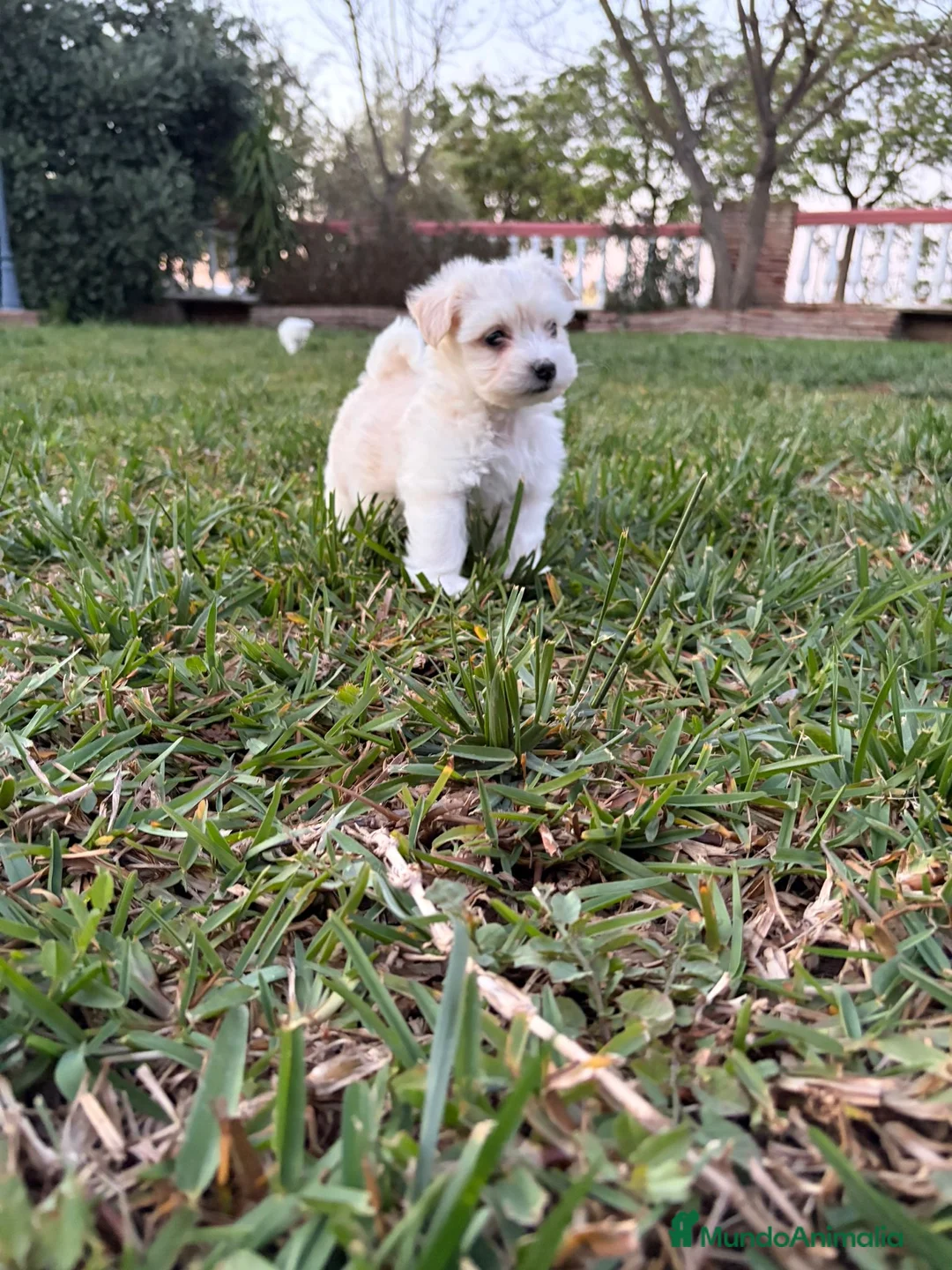 Bichón Maltés perros en venta: Bichon maltes - Anuncio 1