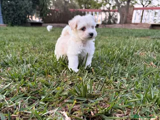 Bichón Maltés perros Bichon maltes - Anuncio 1