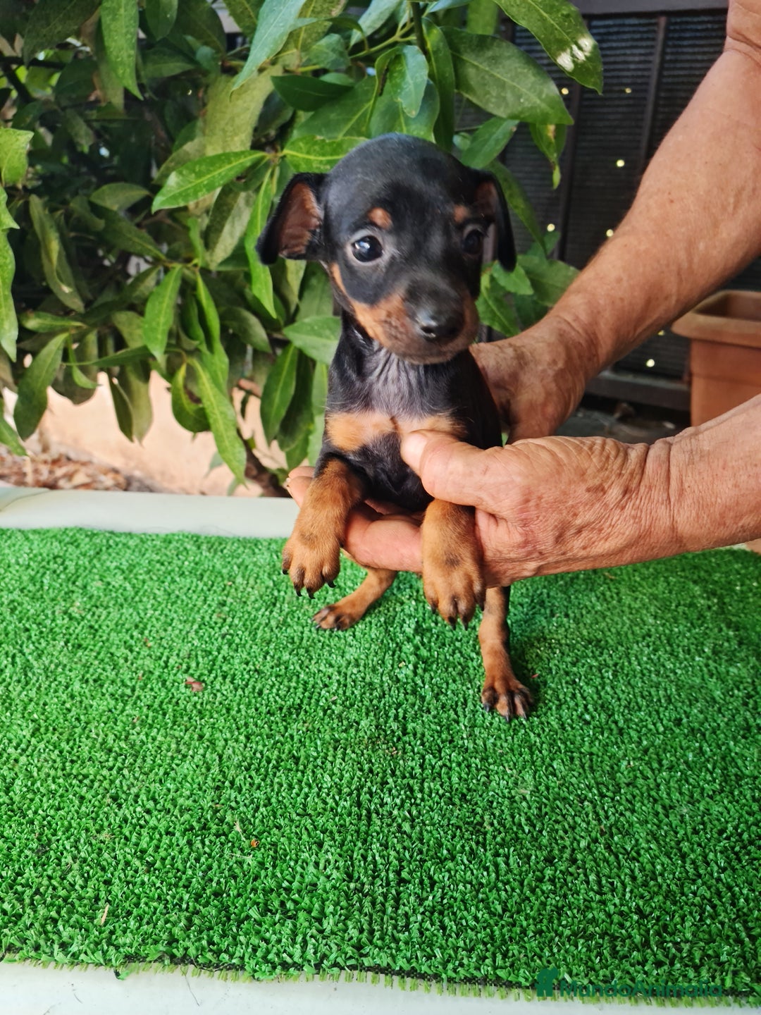 Ratón de Praga perros en venta: Raton de praga - Imagen 8