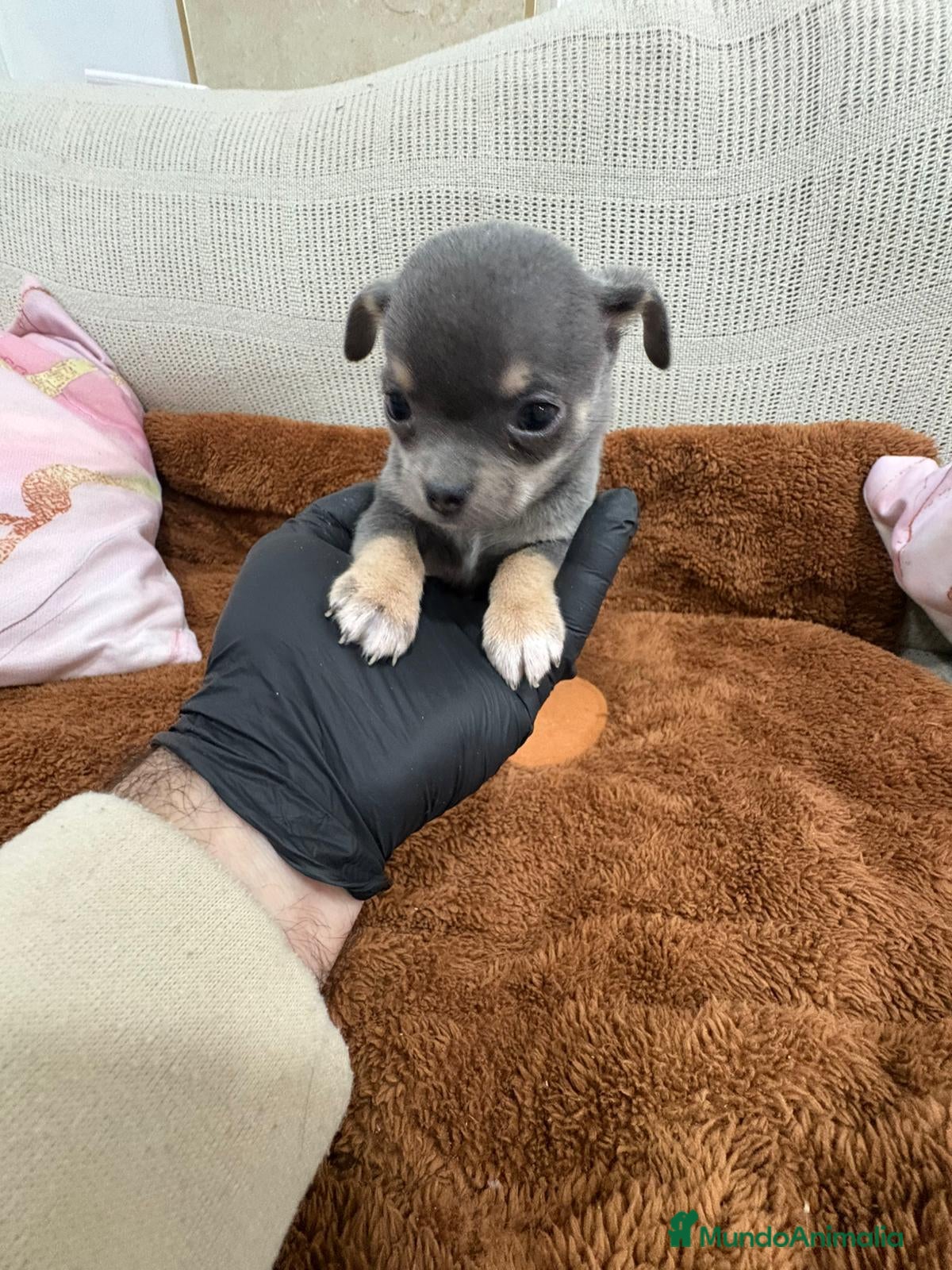 Chihuahua perros Impresionante Chihuahua blue - Anuncio 2