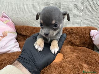 Chihuahua perros Impresionante Chihuahua blue - Anuncio 12
