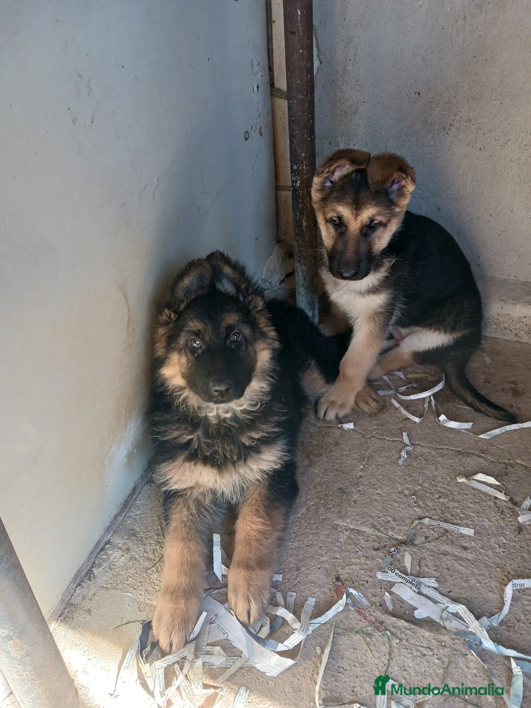 Pastor Alemán perros en venta: Pastor aleman - Anuncio 1