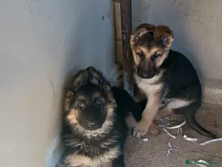 Pastor Alemán perros Pastor aleman - Anuncio 1