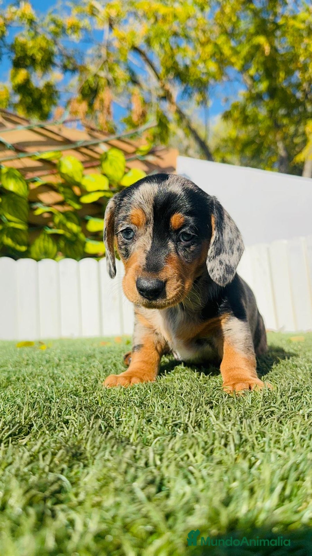 Teckel Miniatura perros en venta: TECKEL MINIATURA HEMBRA  - Anuncio 5