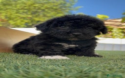 Perro de Agua Español perros en venta: PERRO DE AGUA HEMBRA - Imagen 15
