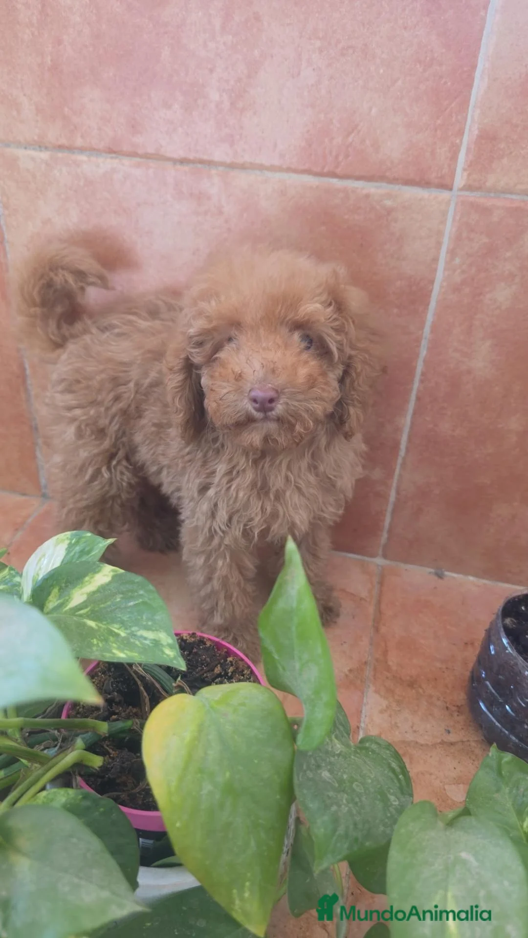 Caniche Toy perros en venta: Caniche Toy - Anuncio 2