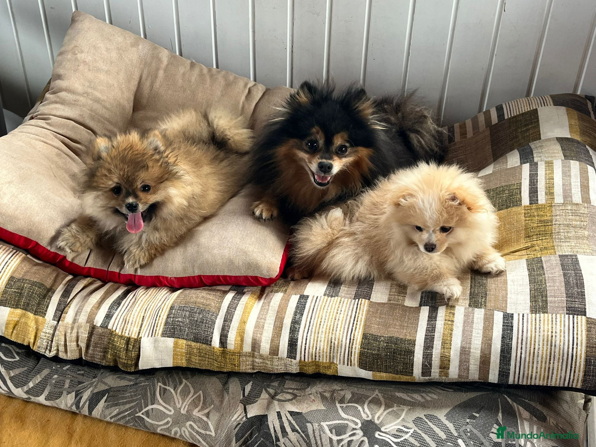 Pomerania perros Pomerania - Anuncio 1