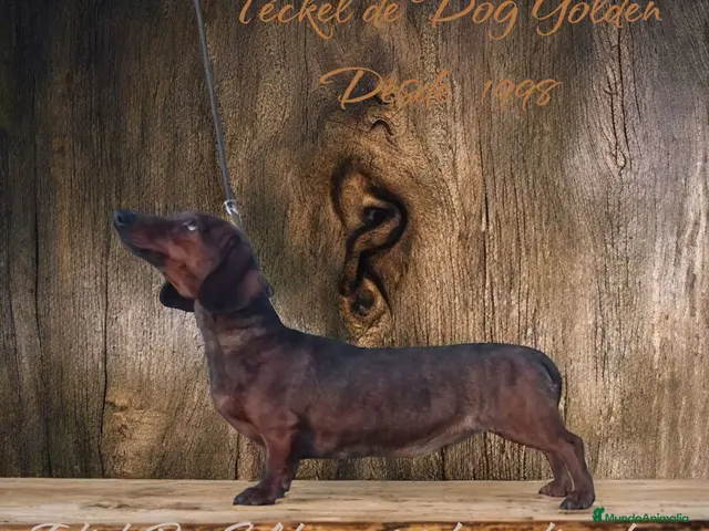 Teckel perros en venta: Teckel miniaturas atigrados - Anuncio 1