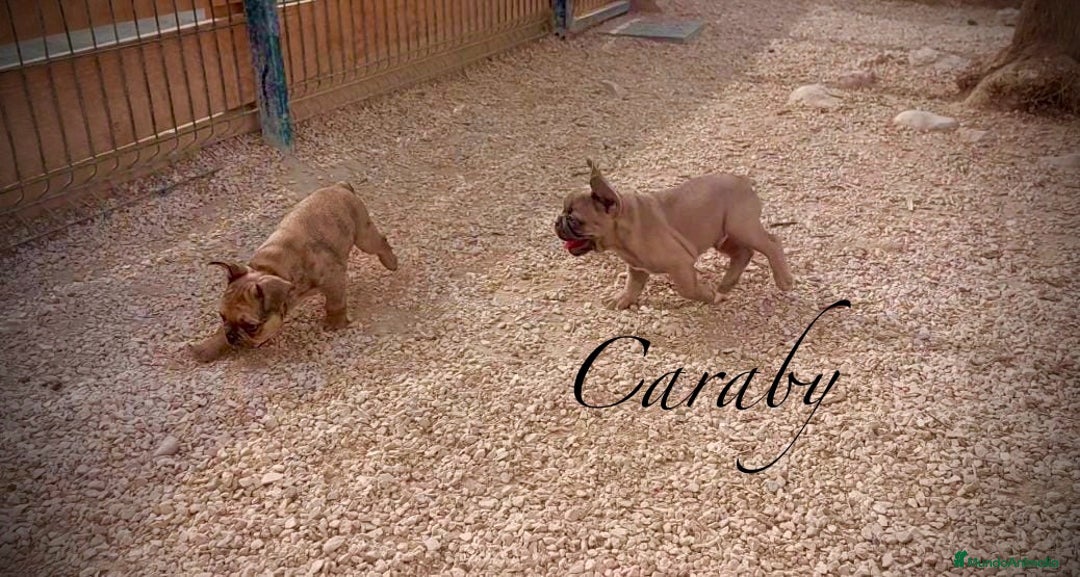 Bulldog Francés perros en venta: Bulldog Francés Caraby Benidorm  - Imagen 1