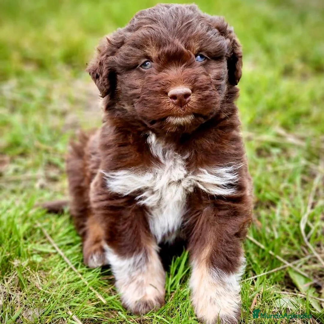 Perro de Agua Español perros en venta: Perro De Aguas Español - Anuncio 1