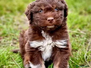 Perro de Agua Español perros Perro De Aguas Español - Anuncio 4