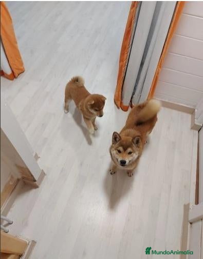 Shiba Inu perros Shibas Nietos del Campeón del Mundo - Anuncio 1