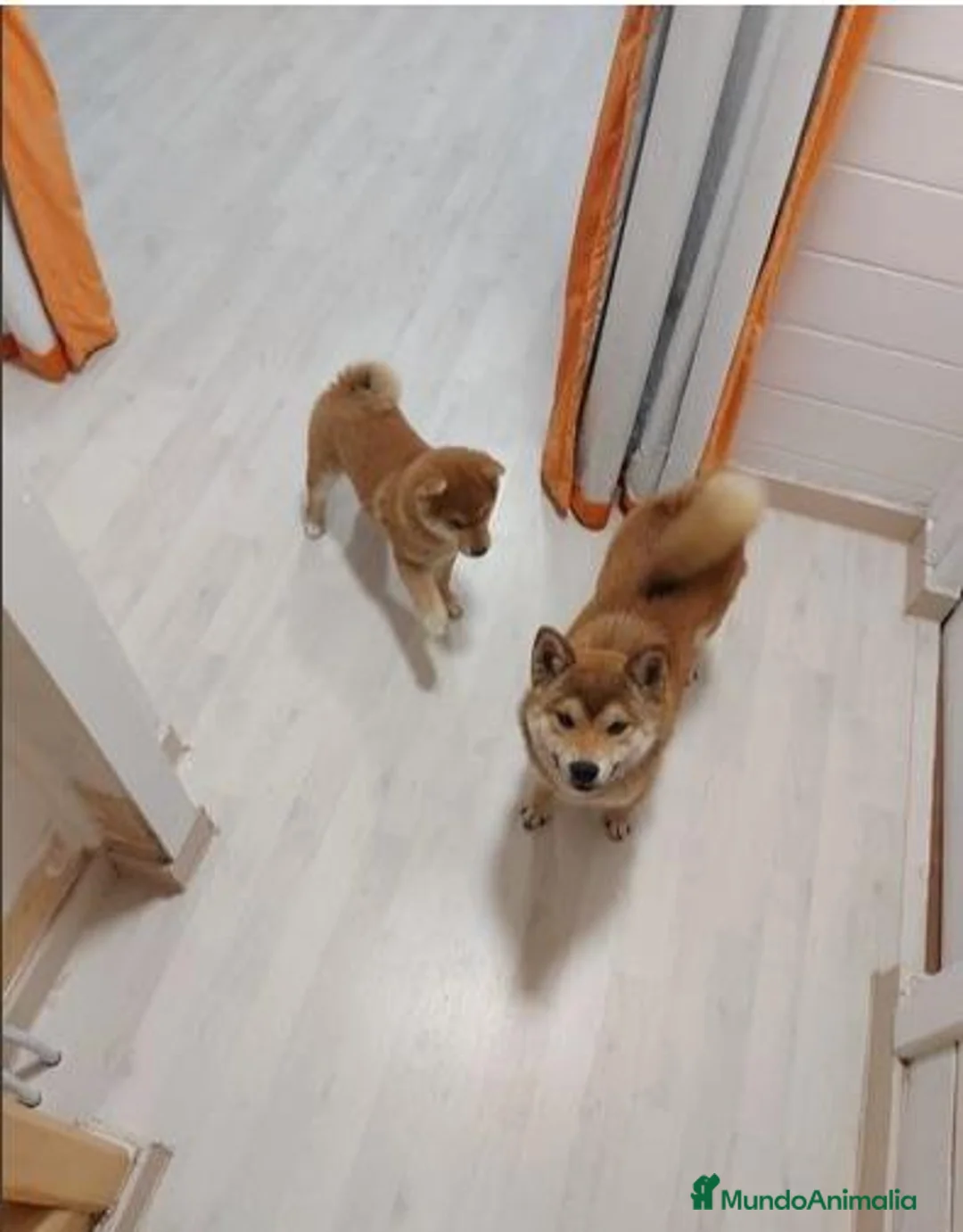 Shiba Inu perros en venta: Shibas Nietos del Campeón del Mundo - Anuncio 1