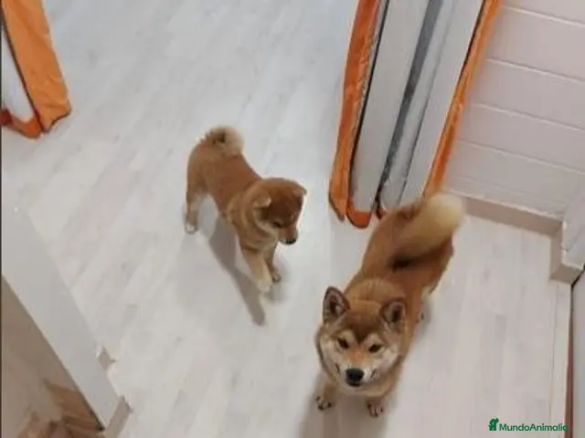 Shiba Inu perros en venta: Shibas Nietos del Campeón del Mundo - Anuncio 1