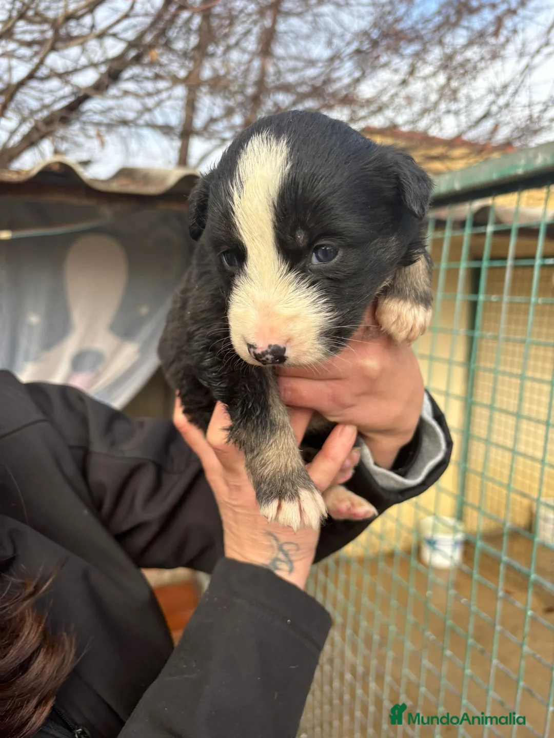 Border Collie perros en venta: Cachorro de Border Collie macho negro  - Anuncio 3