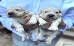Golden Retriever perros en venta: Preciosos cachorros de Golden retriever - Imagen 11