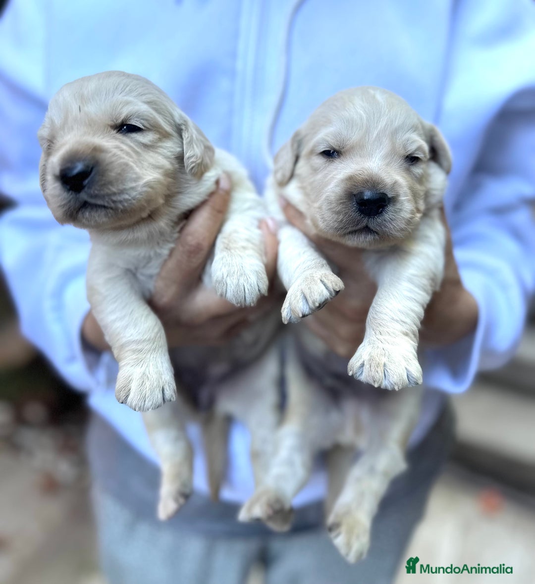 Golden Retriever perros en venta: Preciosos cachorros de Golden retriever - Imagen 11