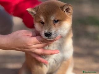 Shiba Inu perros ÚLTIMA SHIBA INU HEMBRA! en Barcelona - Anuncio 41